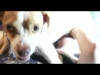 Brunette sucking a dog dick to make it erected